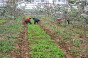 Planting cases