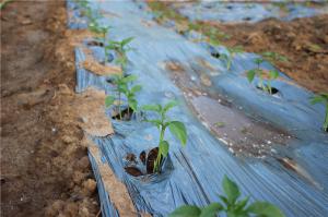 Planting cases