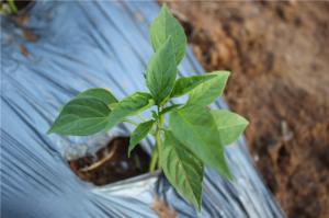 Planting cases