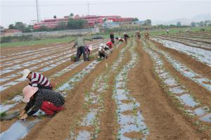 Planting cases