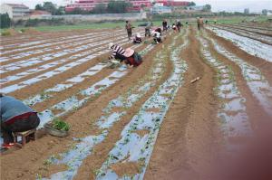 Planting cases