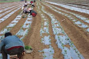 Planting cases