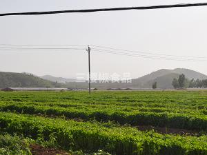 Planting cases