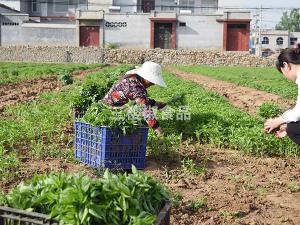 Planting cases